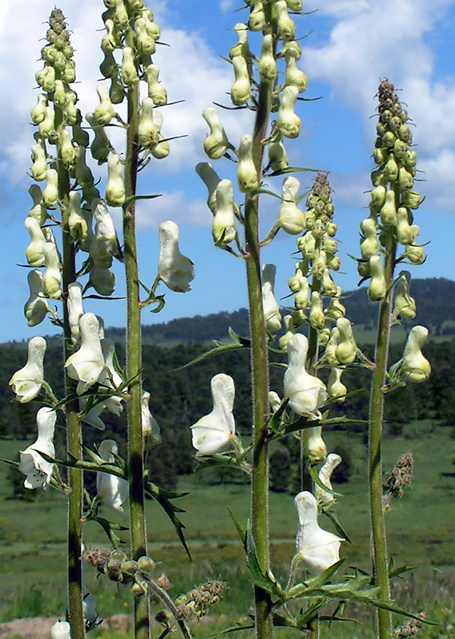 Изображение особи Aconitum leucostomum.