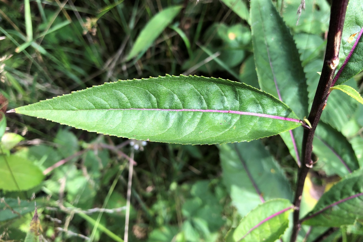 Image of Senecio ovatus specimen.