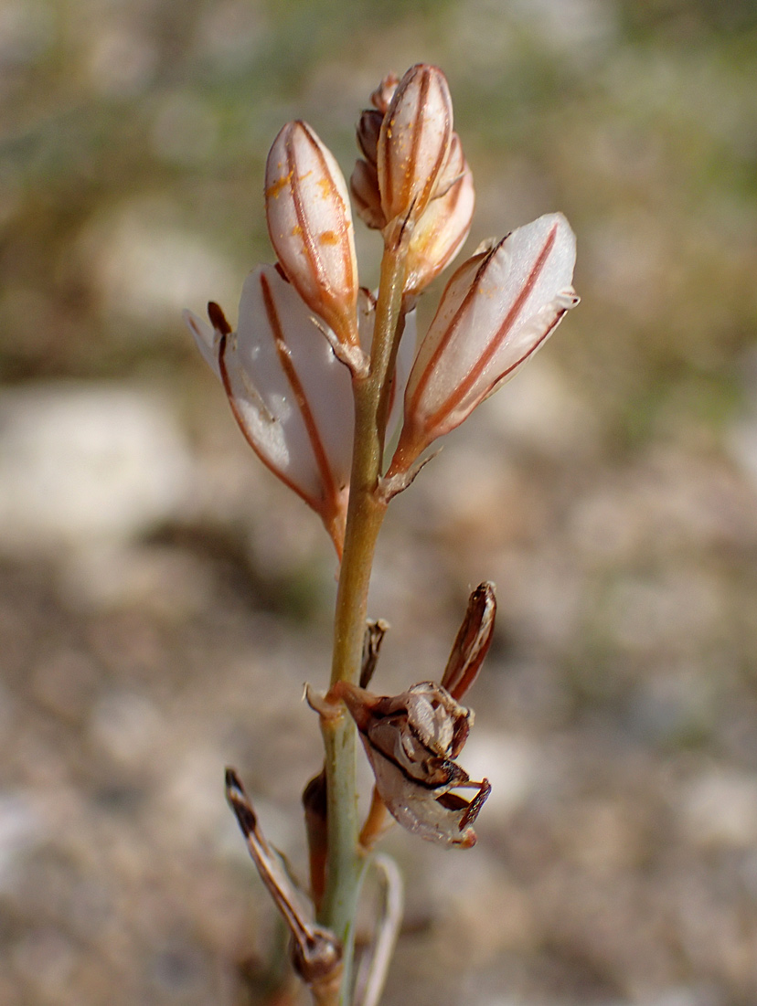 Изображение особи Asphodelus fistulosus.