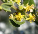 Tetragonia decumbens