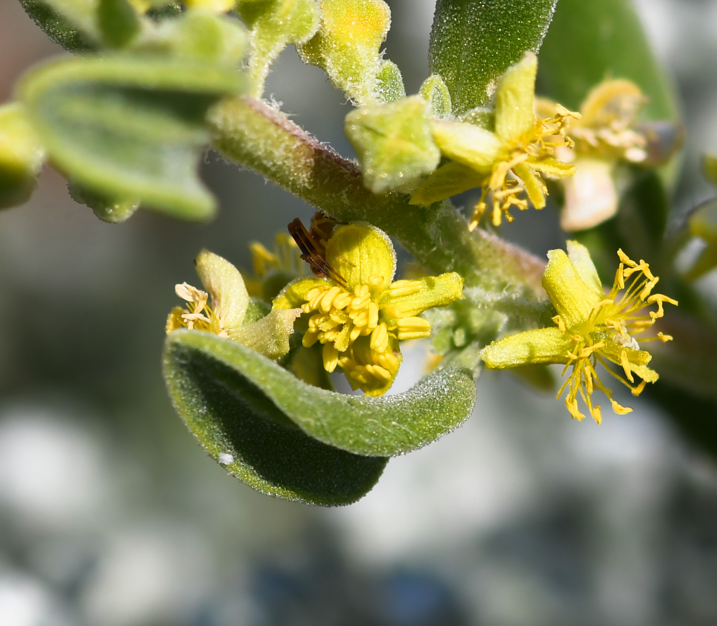 Image of Tetragonia decumbens specimen.