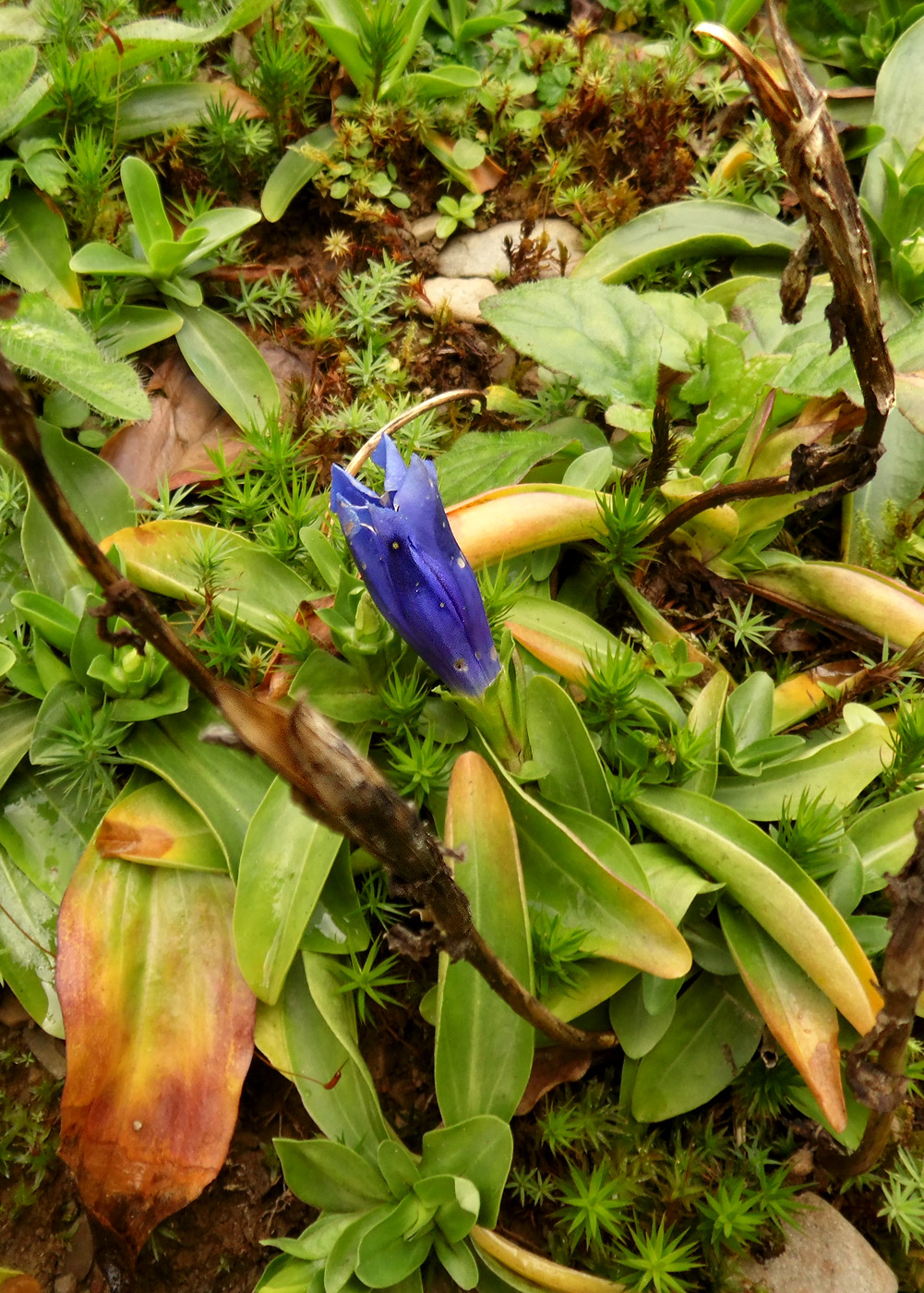 Изображение особи Gentiana acaulis.