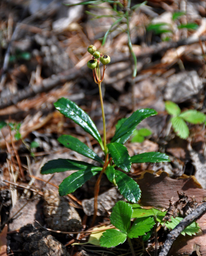 Image of Chimaphila umbellata specimen.