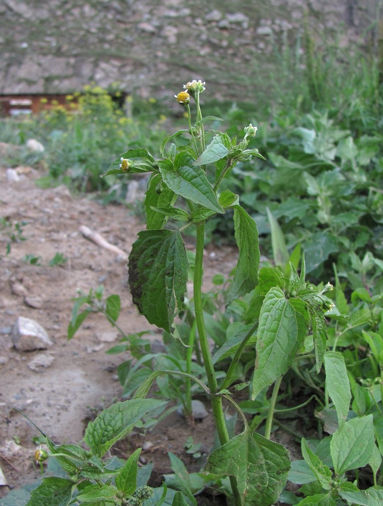 Image of Galinsoga parviflora specimen.