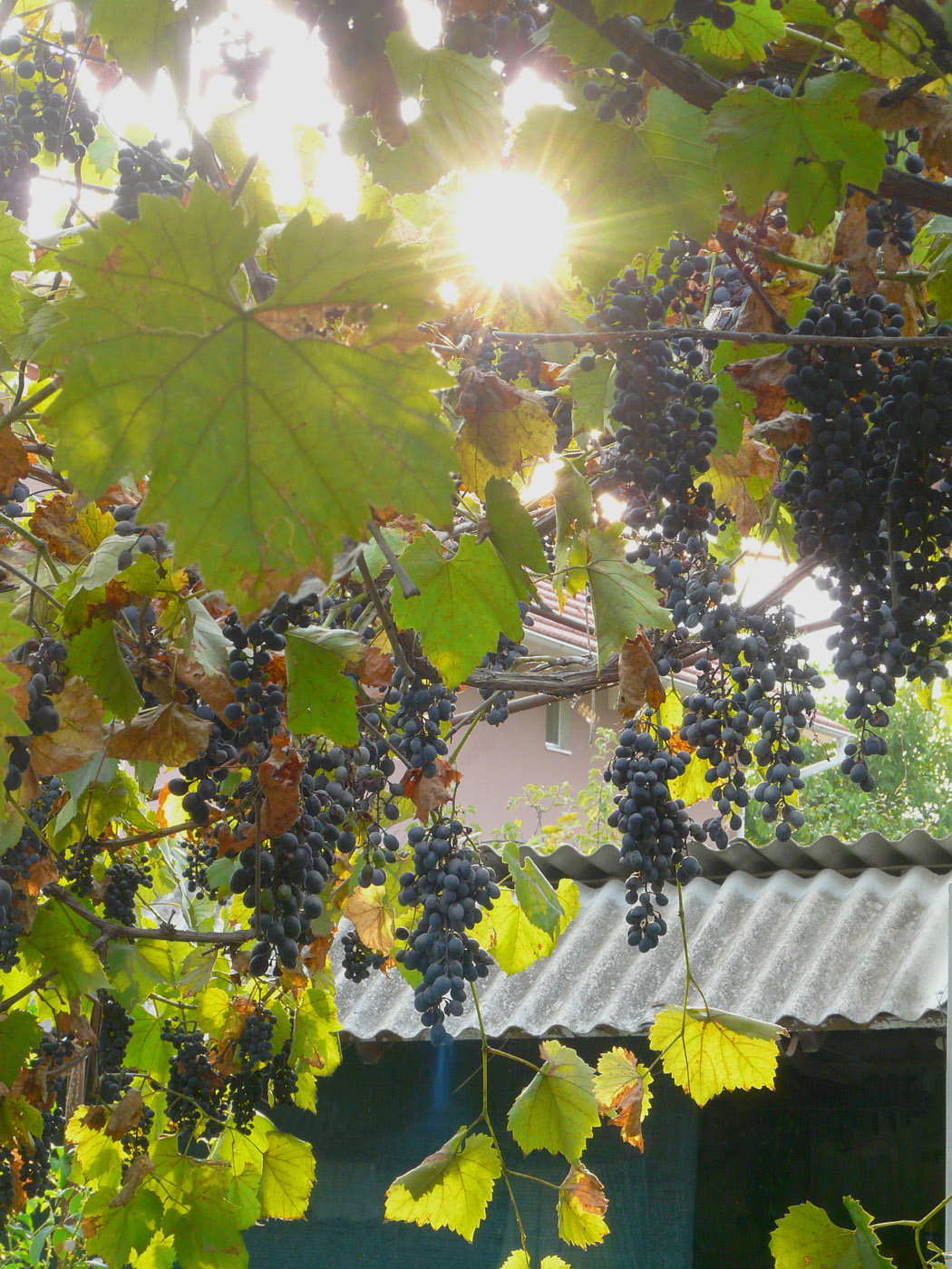 Image of Vitis × bacoi specimen.