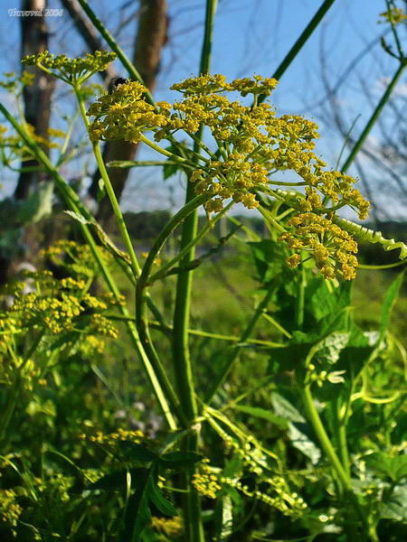 Изображение особи Pastinaca sylvestris.