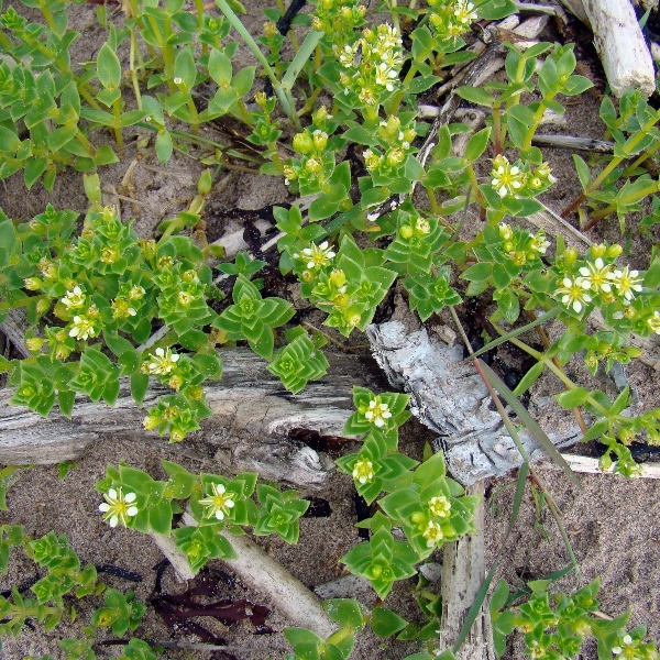 Image of Honckenya peploides ssp. diffusa specimen.