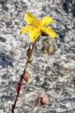 Helianthemum nummularium