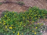 familia Aizoaceae. Цветущие растения. Израиль, г. Герцлия. 06.05.2018.