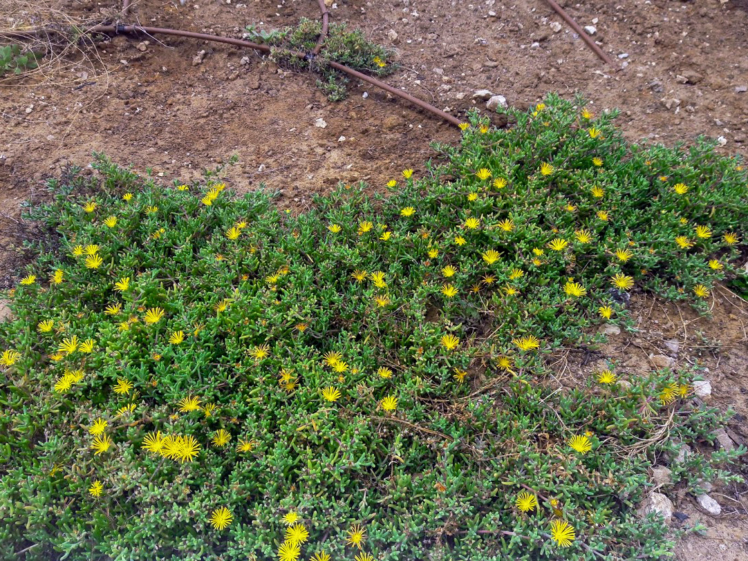 Изображение особи семейство Aizoaceae.