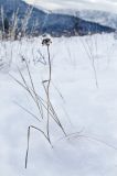 род Allium. Сухое плодоносящее растение. Башкортостан, Белорецкий р-н, Узянский сельсовет, окр. с. Узян, хр. Суртанды. 2 ноября 2019 г.