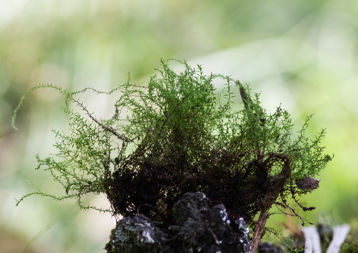 Image of class Bryopsida specimen.