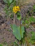 Ligularia altaica. Цветущее растение. Алтай, Кош-Агачский р-н, долина р. Аккаллу-Озек, ≈ 2500 м н.у.м., горная тундра. 17.06.2019.