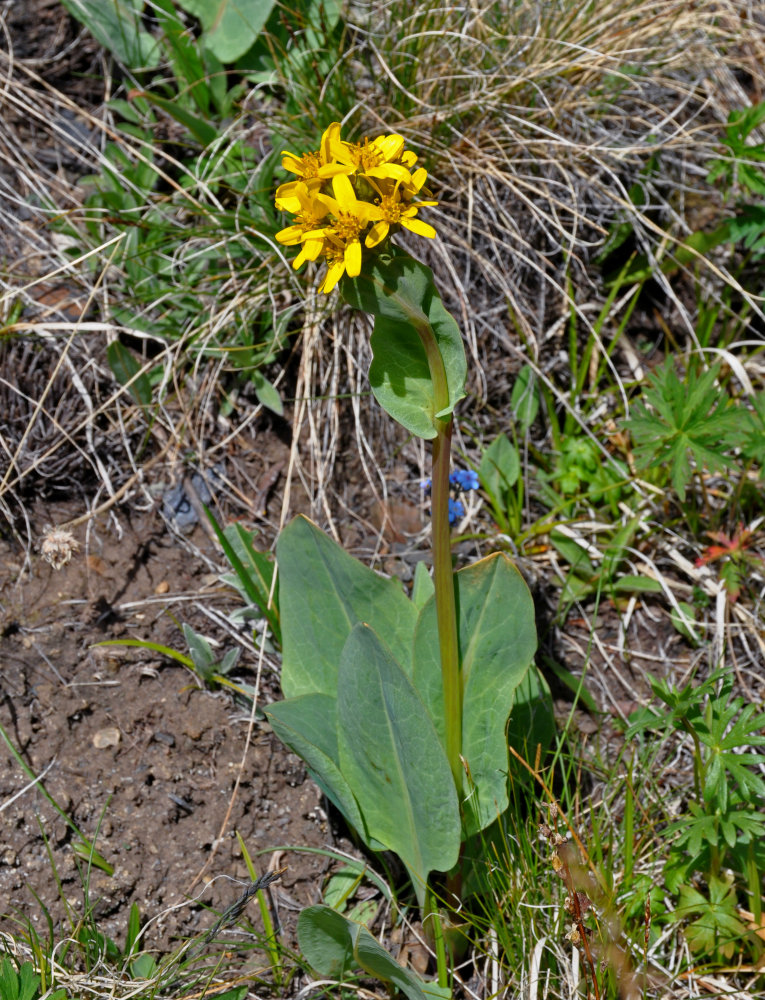 Изображение особи Ligularia altaica.