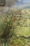 Juncus maritimus