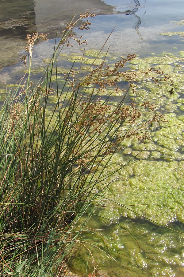 Изображение особи Juncus maritimus.