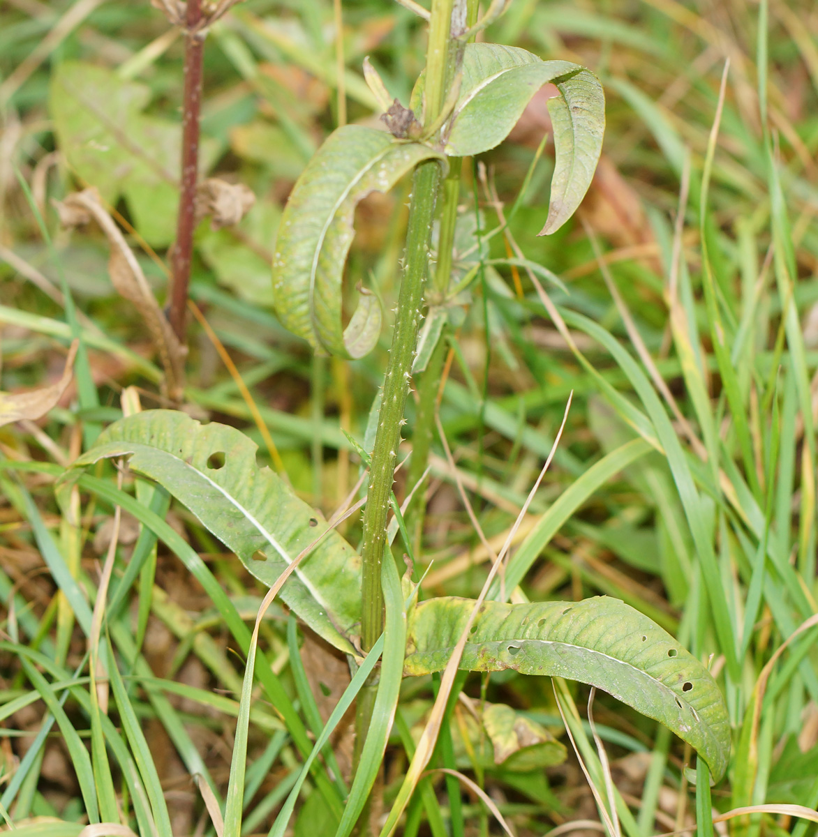 Изображение особи Dipsacus fullonum.