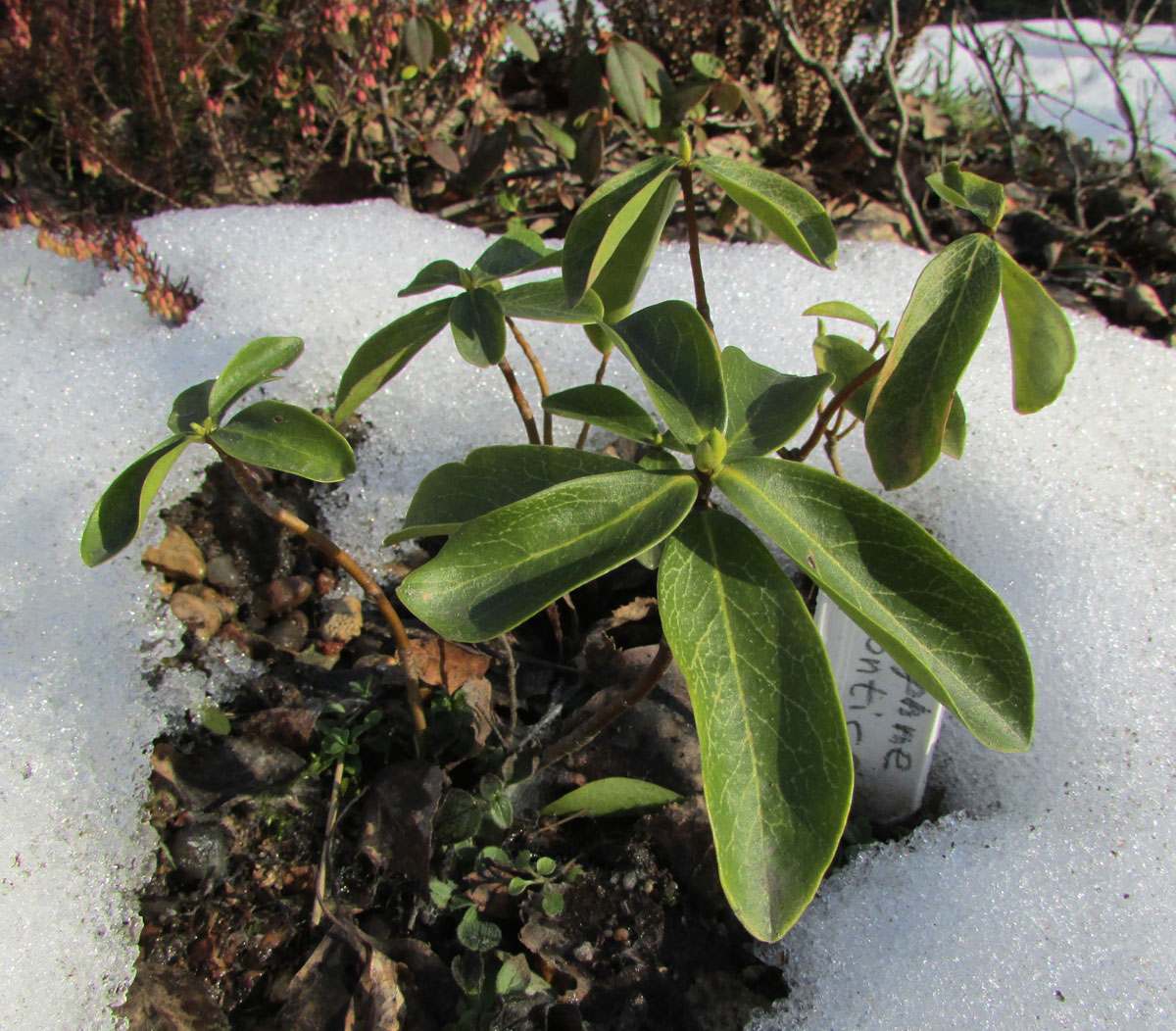 Image of Daphne pontica specimen.