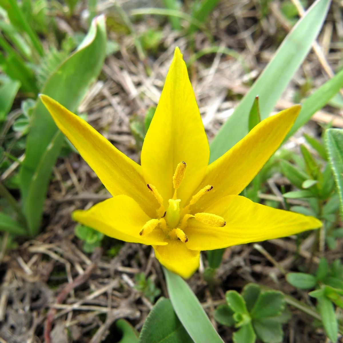 Image of Tulipa dasystemon specimen.