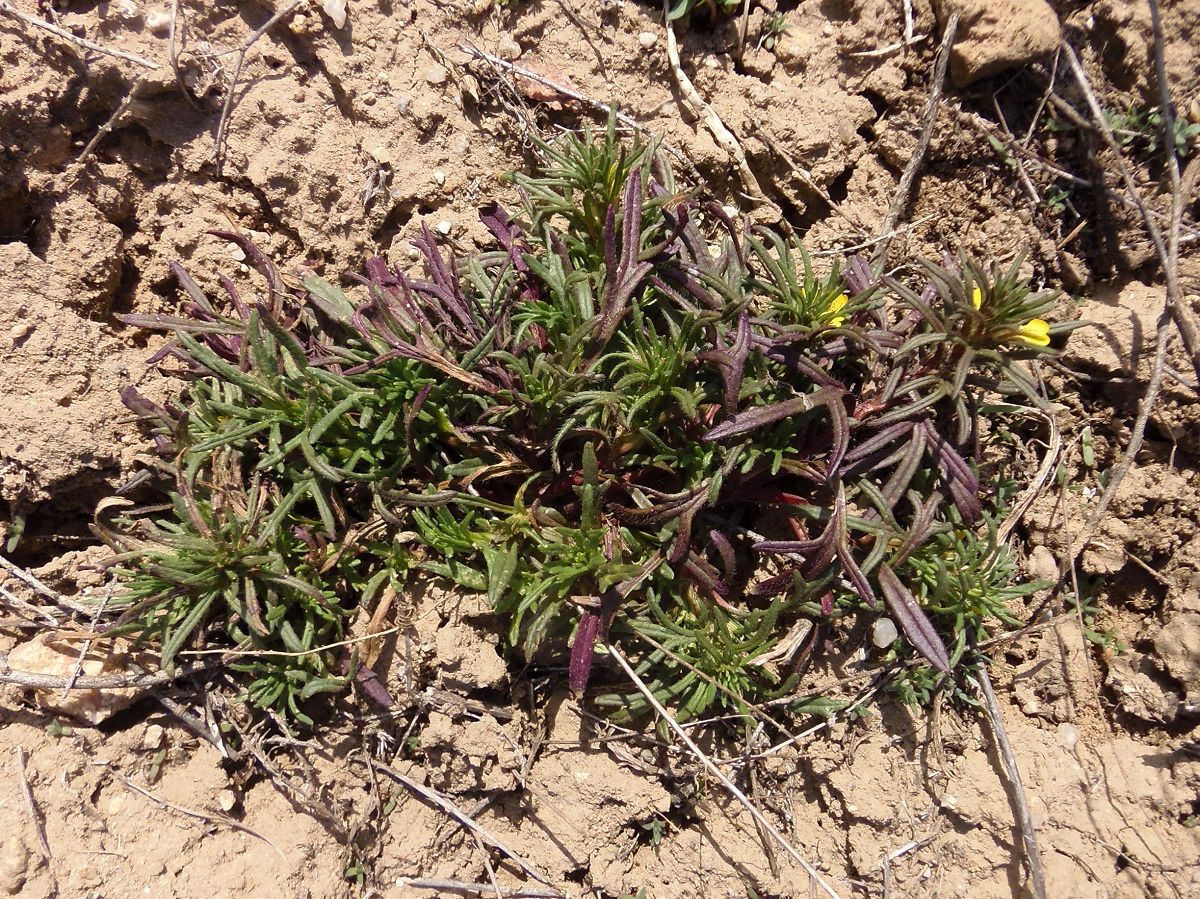 Image of Ajuga chia specimen.