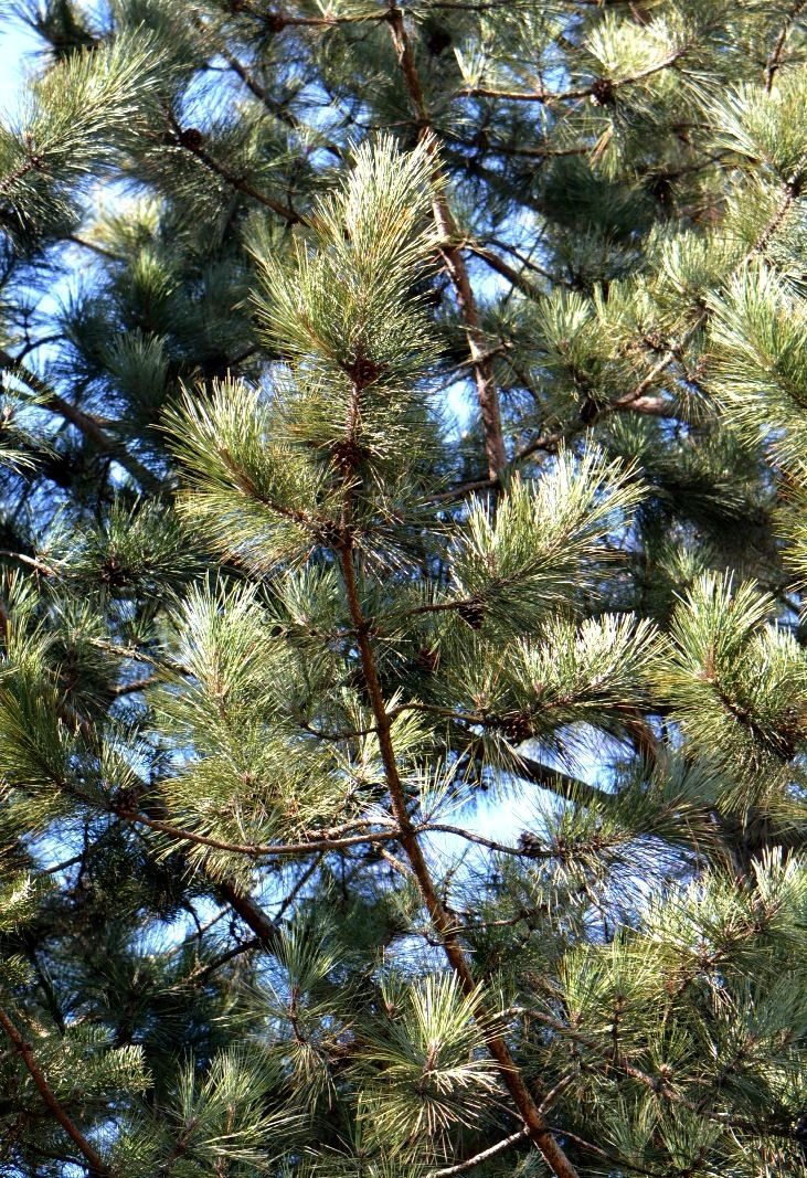 Image of Pinus resinosa specimen.
