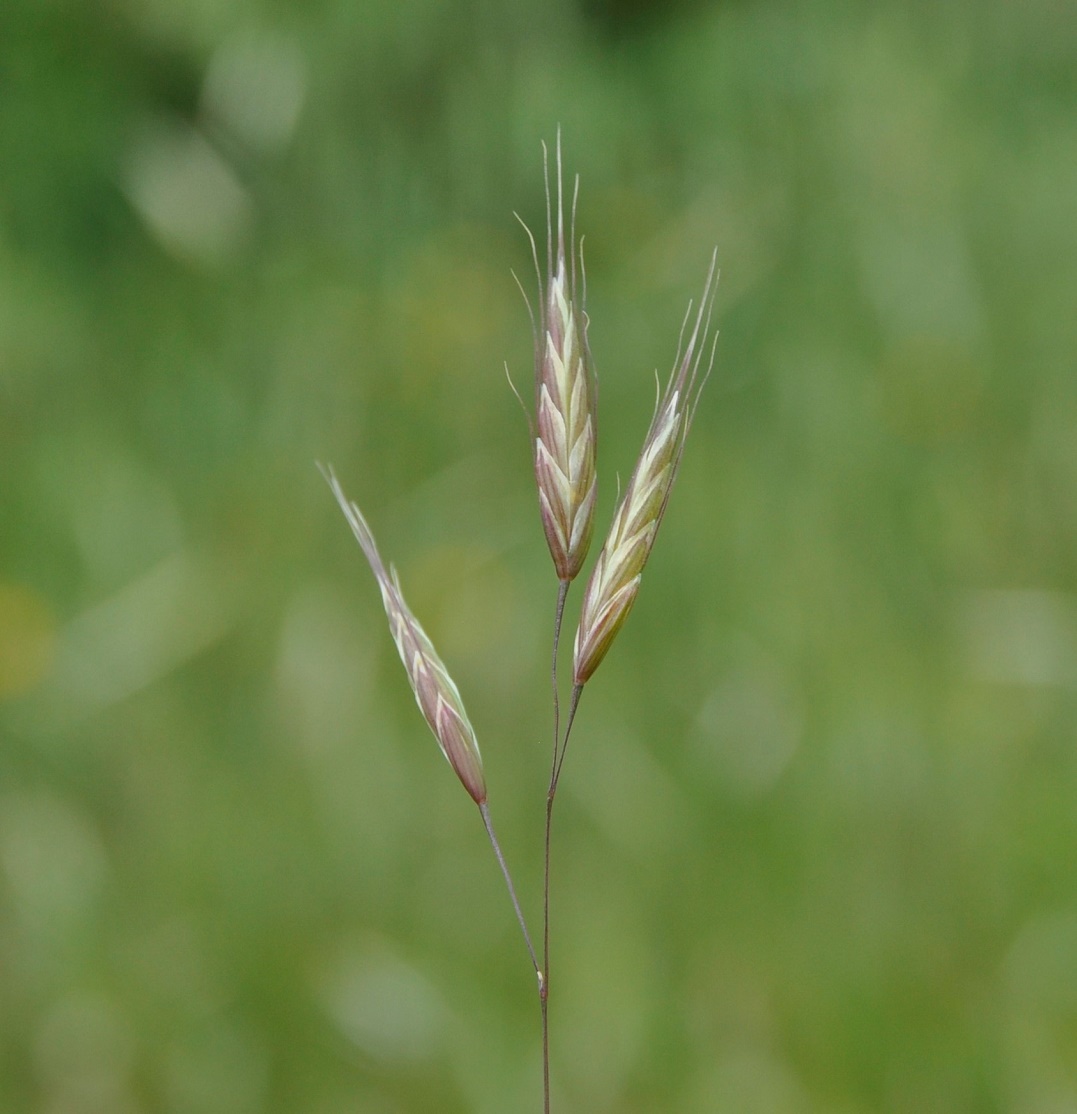 Image of genus Bromus specimen.