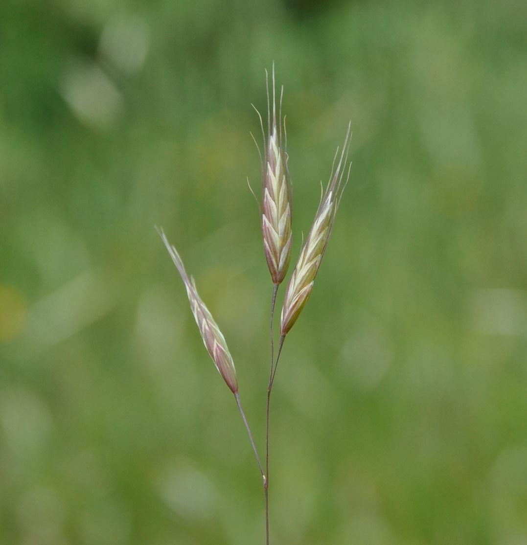 Изображение особи род Bromus.