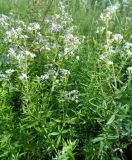 Galium boreale