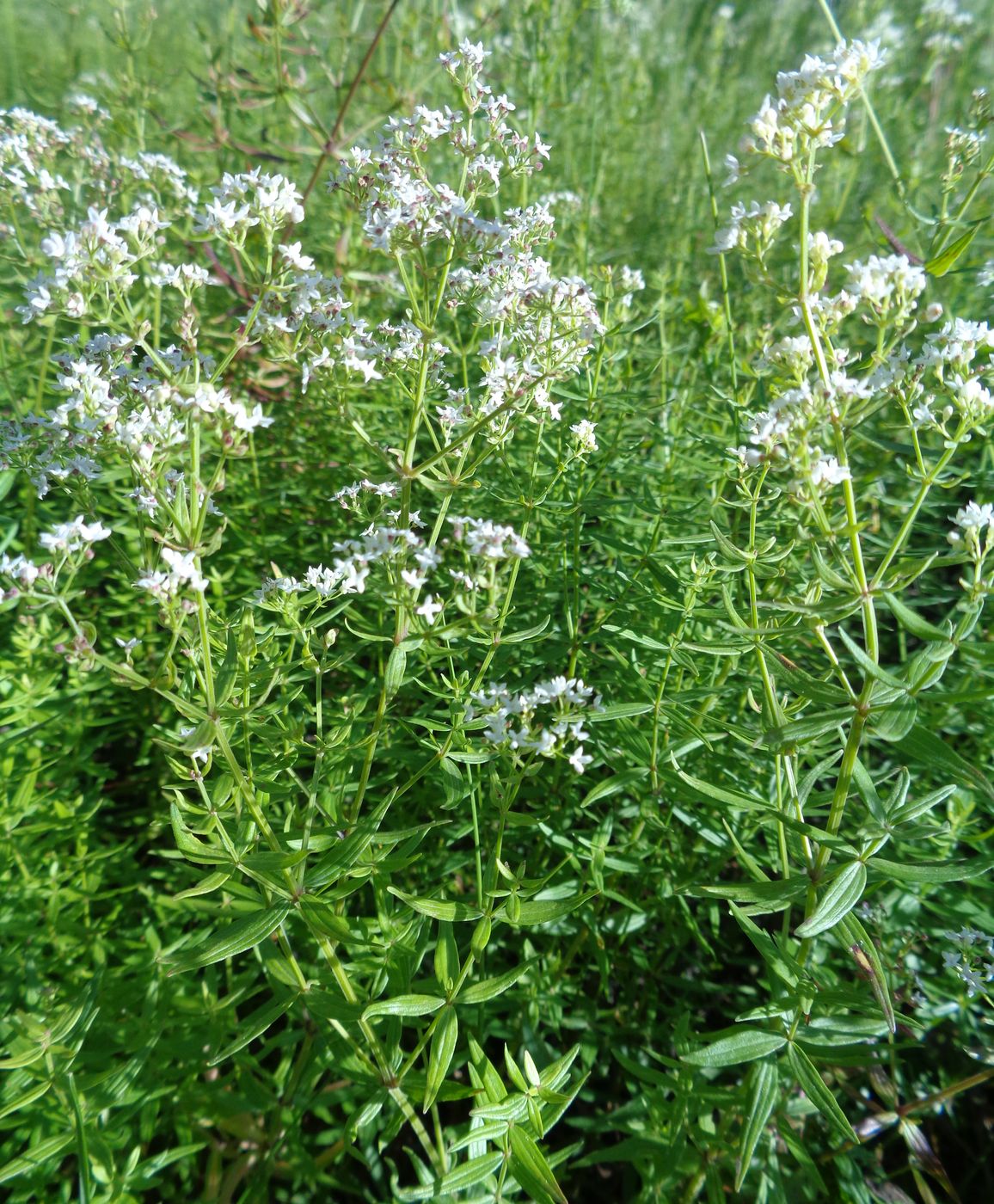 Image of Galium boreale specimen.