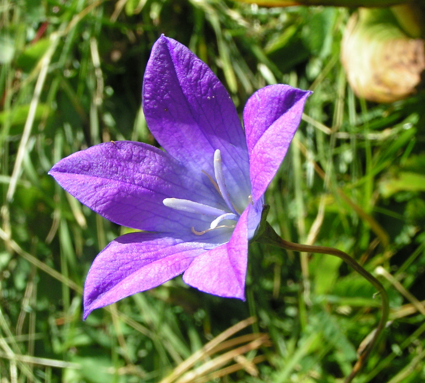 Изображение особи Campanula altaica.