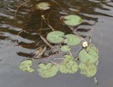 Nymphaea candida