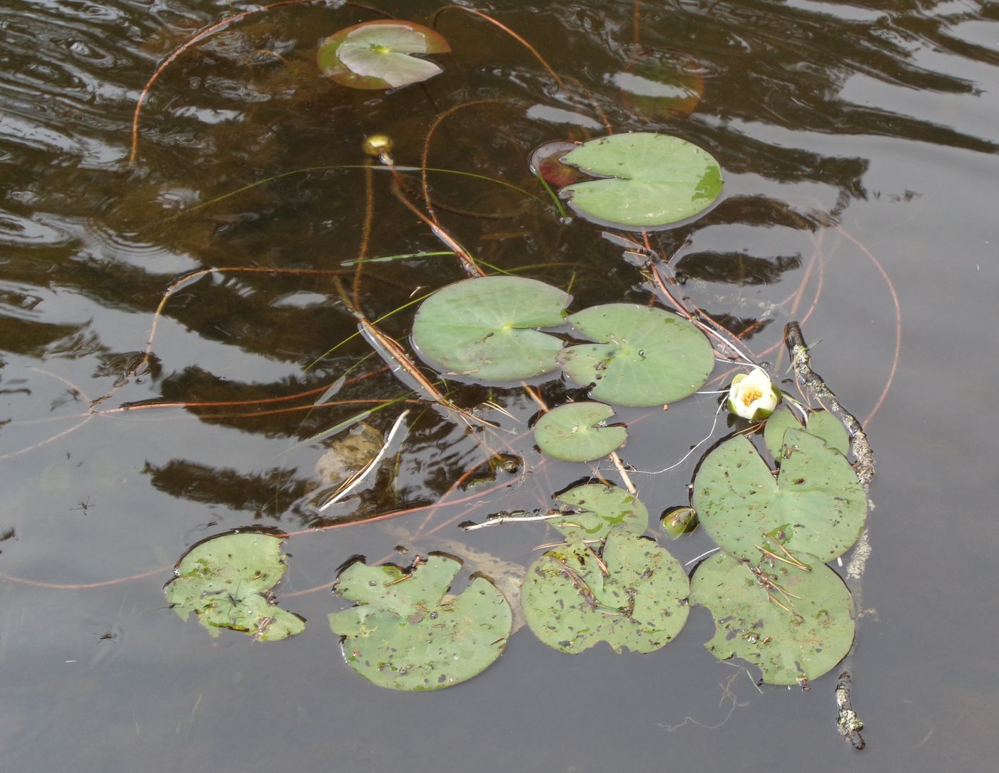 Image of Nymphaea candida specimen.