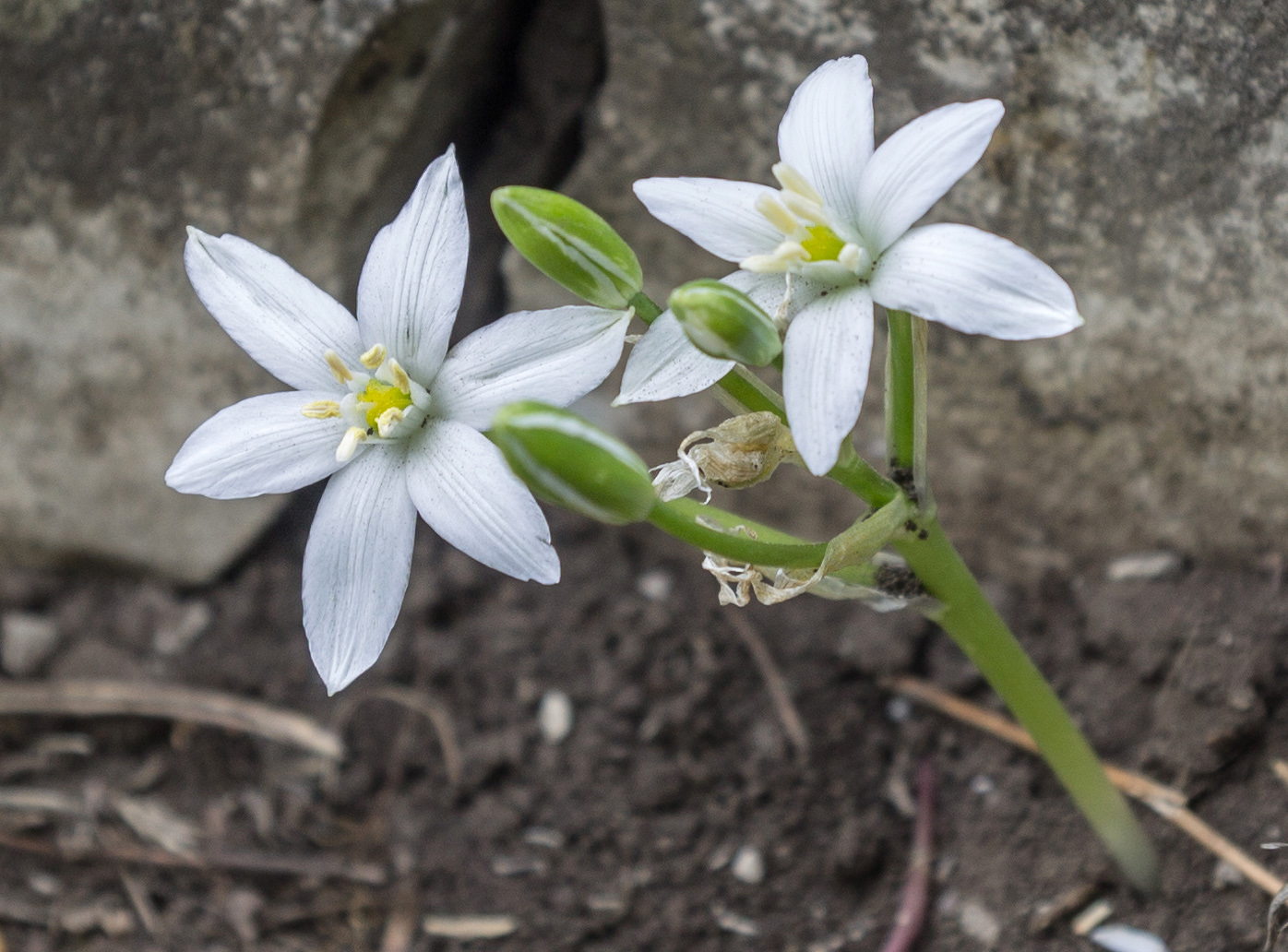 Изображение особи Ornithogalum navaschinii.