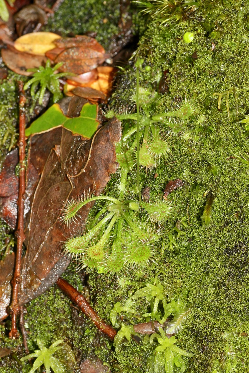 Изображение особи Drosera spatulata.