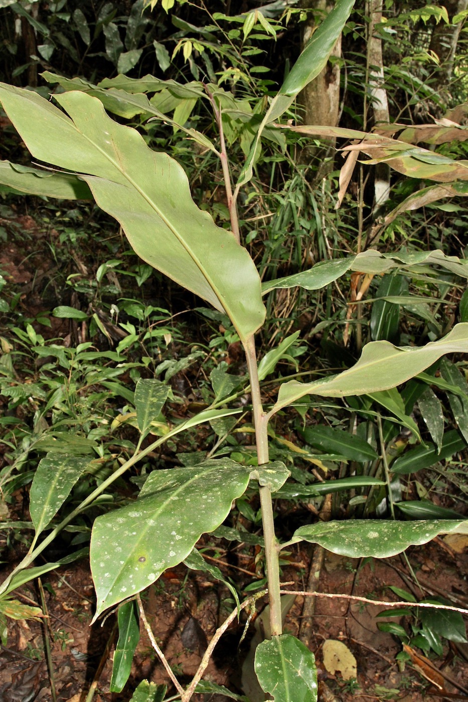 Image of Etlingera velutina specimen.