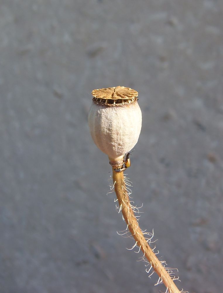 Image of Papaver rhoeas specimen.