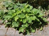 Viola odorata