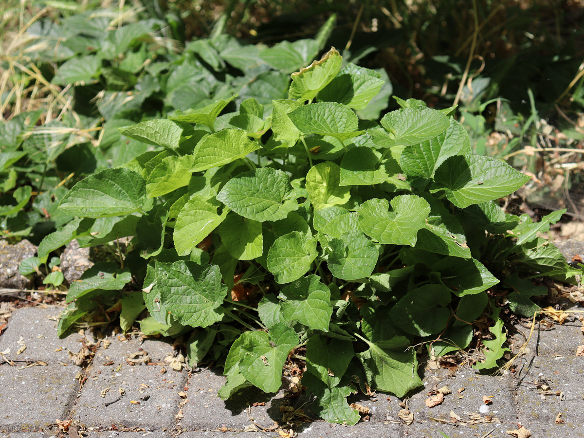 Image of Viola odorata specimen.