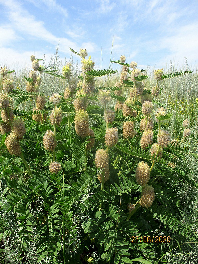 Изображение особи Astragalus alopecurus.