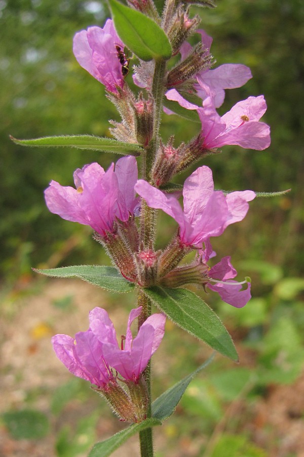 Image of Lythrum tomentosum specimen.