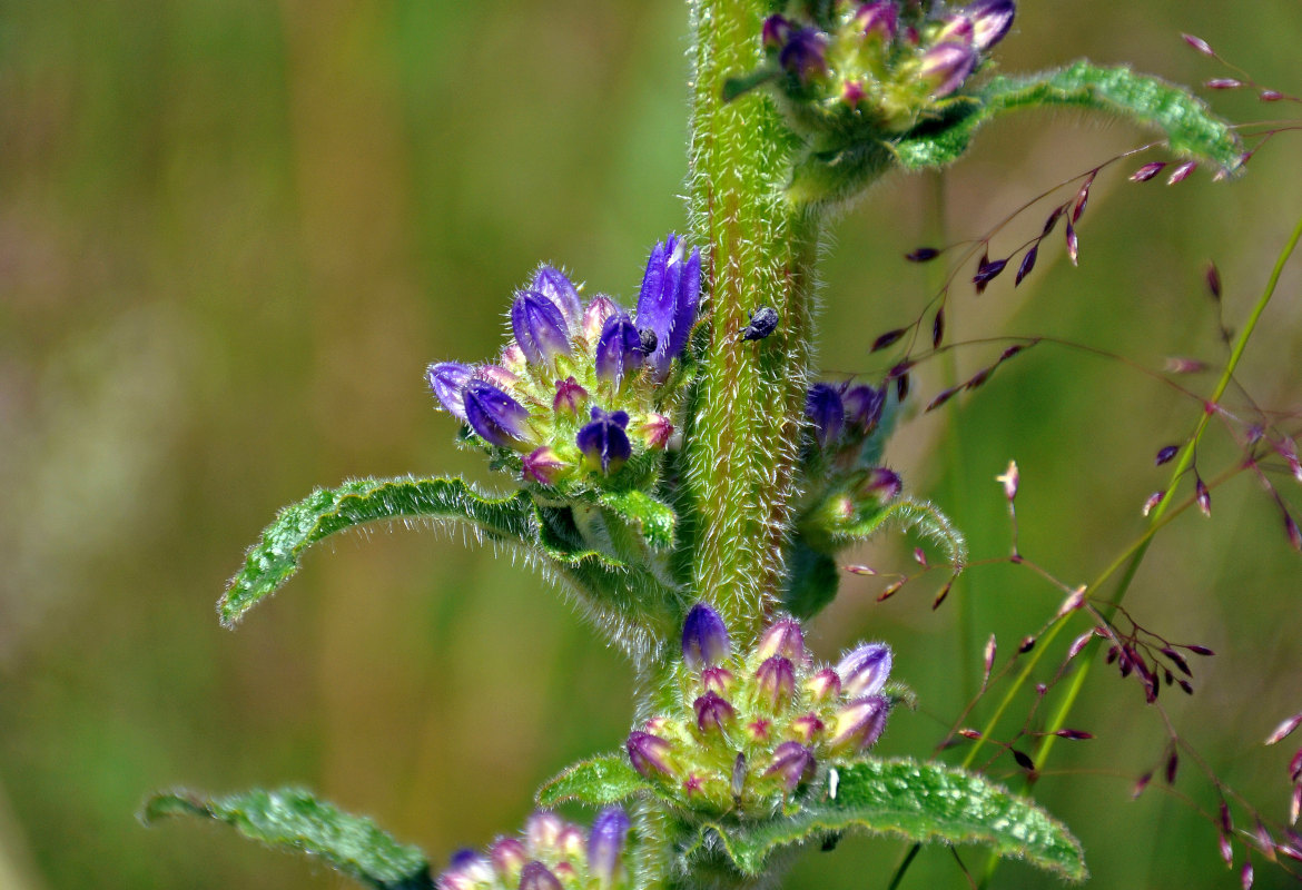 Изображение особи Campanula cervicaria.