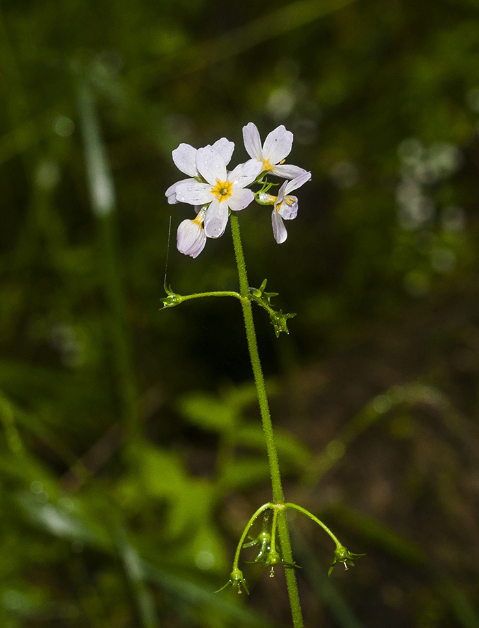 Изображение особи Hottonia palustris.