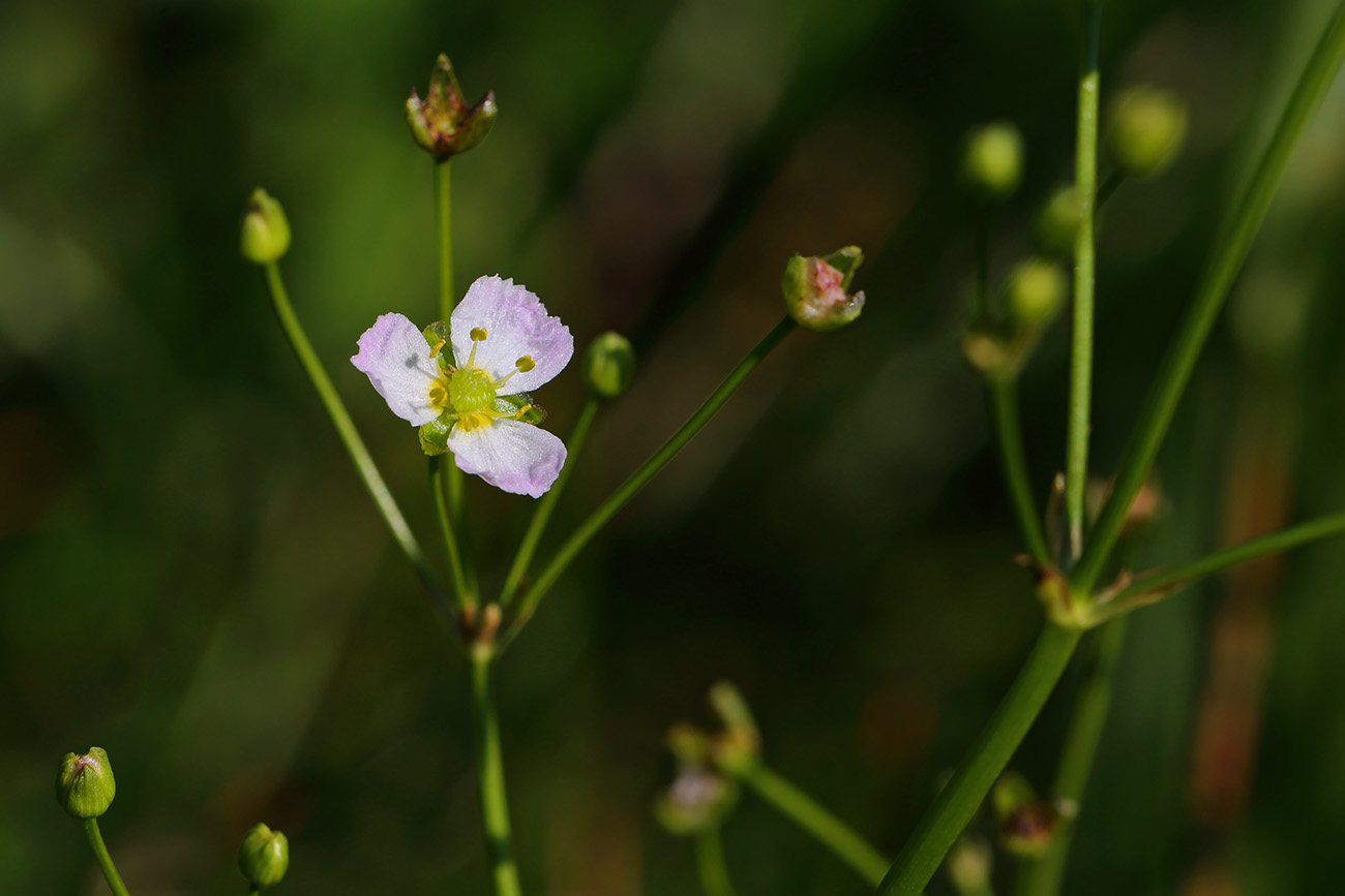 Image of Alisma plantago-aquatica specimen.