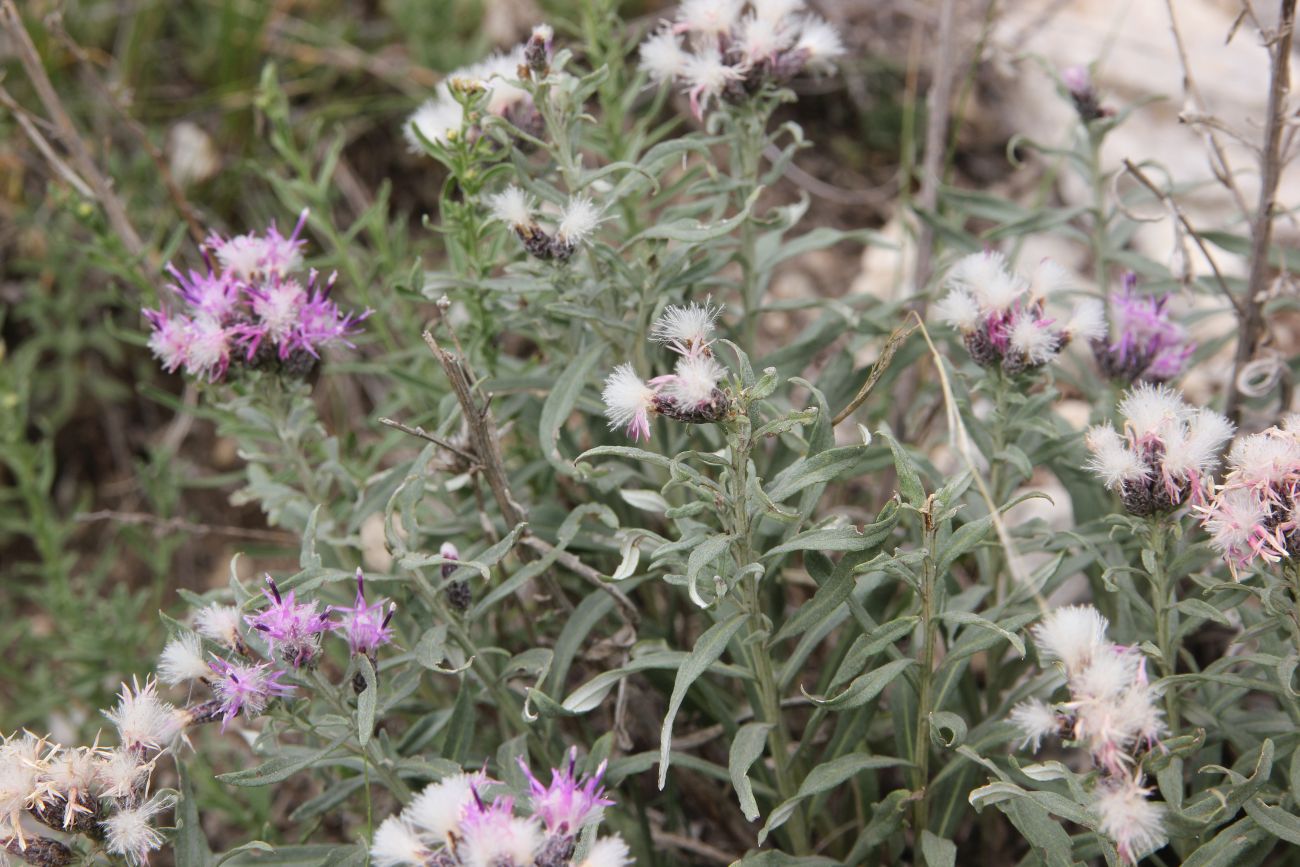 Image of Saussurea salicifolia specimen.