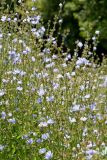 Cichorium intybus