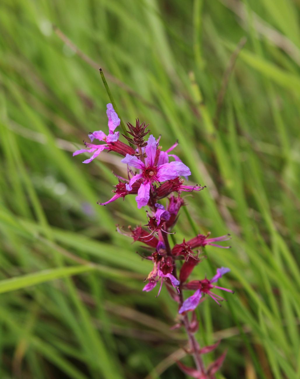 Image of Lythrum salicaria specimen.