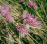 Sanguisorba obtusa. Соцветия. Санкт-Петербург, Адмиралтейский р-н, остров Новая Голландия, в культуре. 08.09.2020.