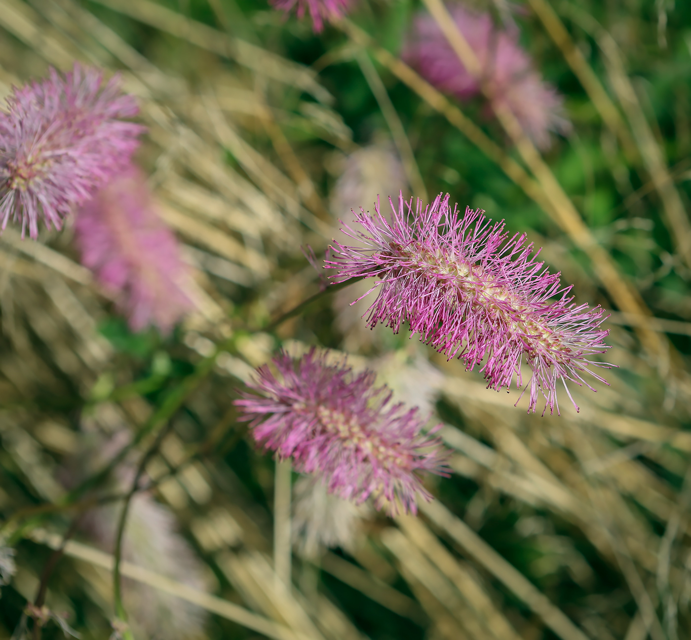 Изображение особи Sanguisorba obtusa.