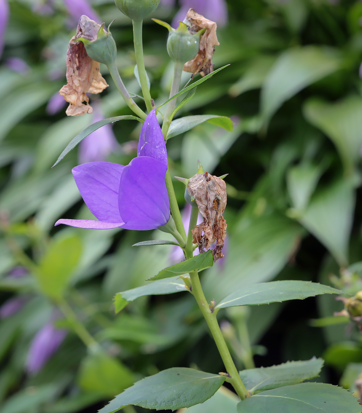 Image of Platycodon grandiflorus specimen.