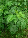 Rubus nessensis. Побег. Новгородская обл., Окуловский р-н, у дороги из Матвейково в Заручевье. 28.06.2007.